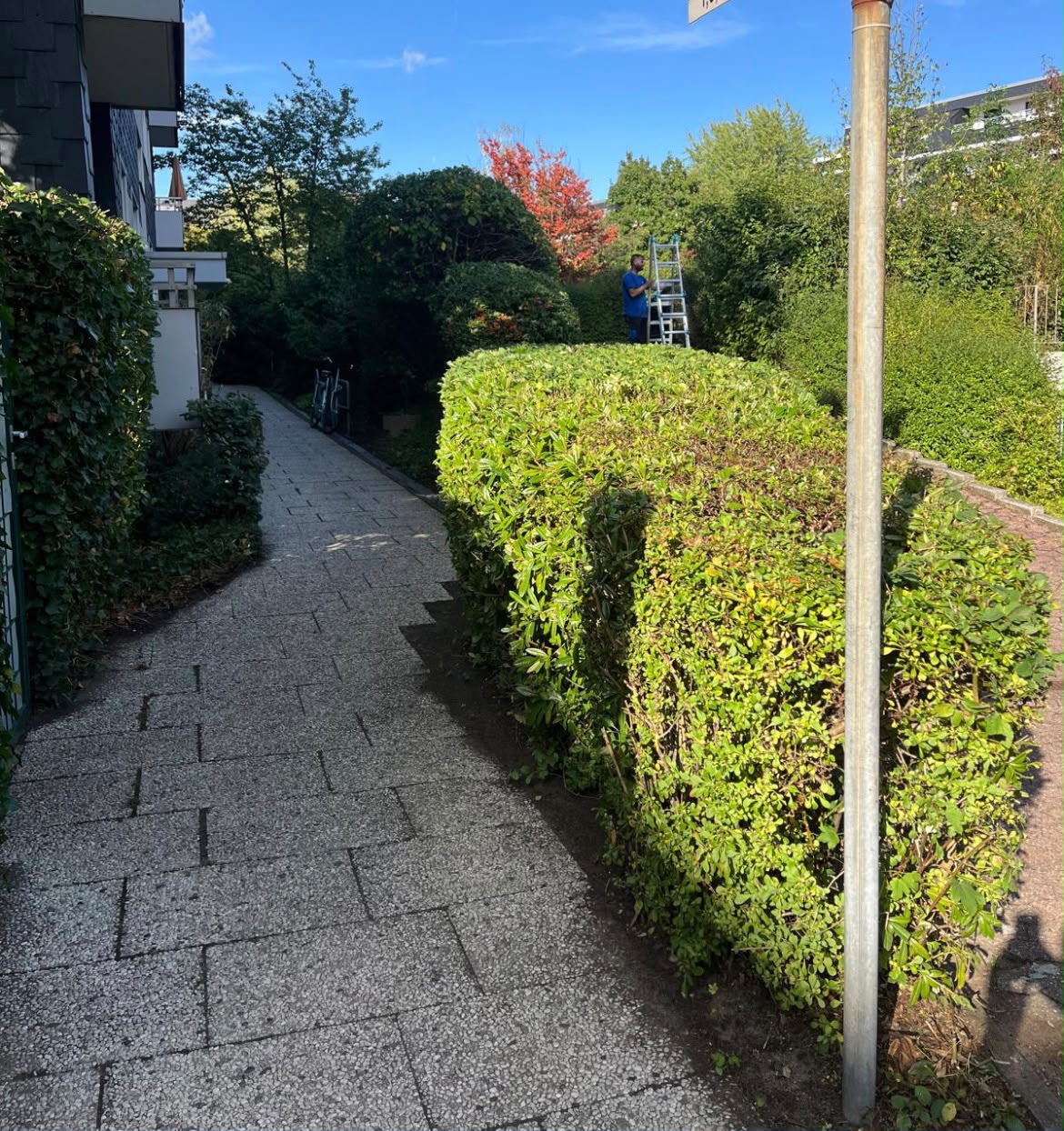 Gepflegte Hecke nach professionellem Heckenschnitt